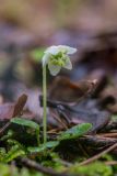 Moneses uniflora. Цветущее растение. Карачаево-Черкесия, Зеленчукский р-н, окр. пос. Архыз, ущелье ручья Баритовый, хвойный лес. 10.06.2023.