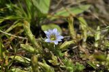 Gentiana squarrosa