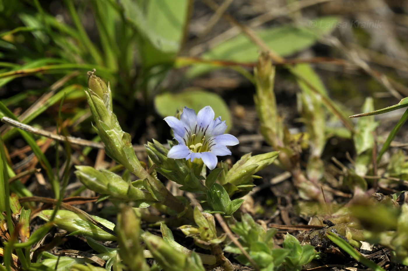 Изображение особи Gentiana squarrosa.