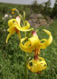 Lilium monadelphum