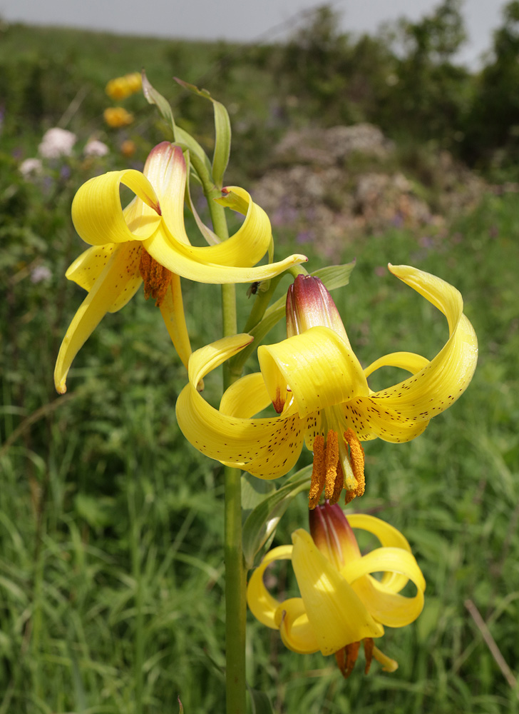 Изображение особи Lilium monadelphum.