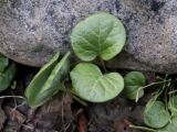 Pyrola rotundifolia