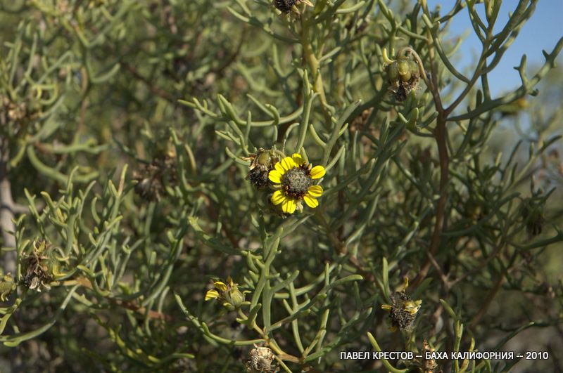 Изображение особи Encelia ventorum.