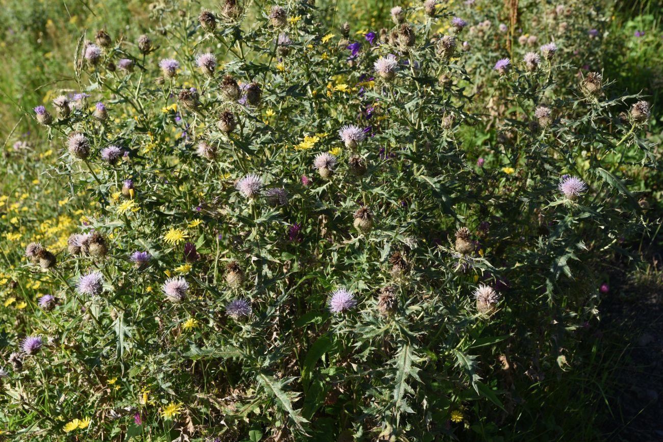 Image of Cirsium buschianum specimen.