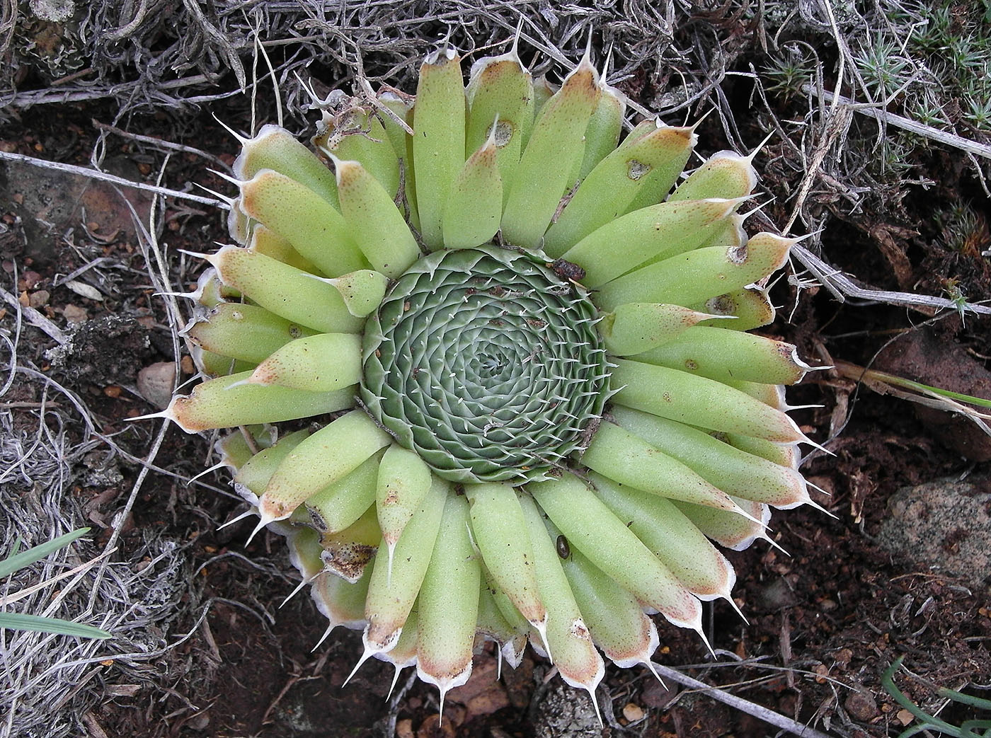 Image of Orostachys spinosa specimen.