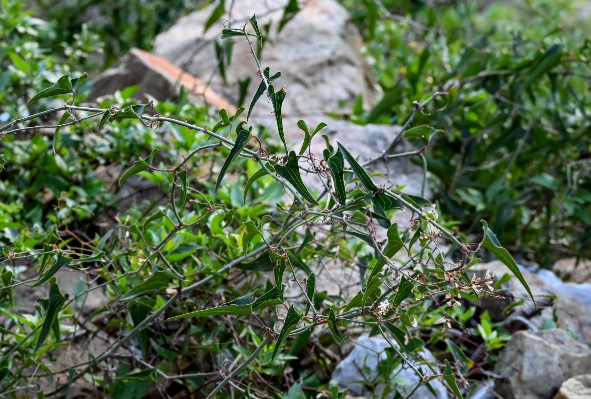 Image of Smilax aspera specimen.