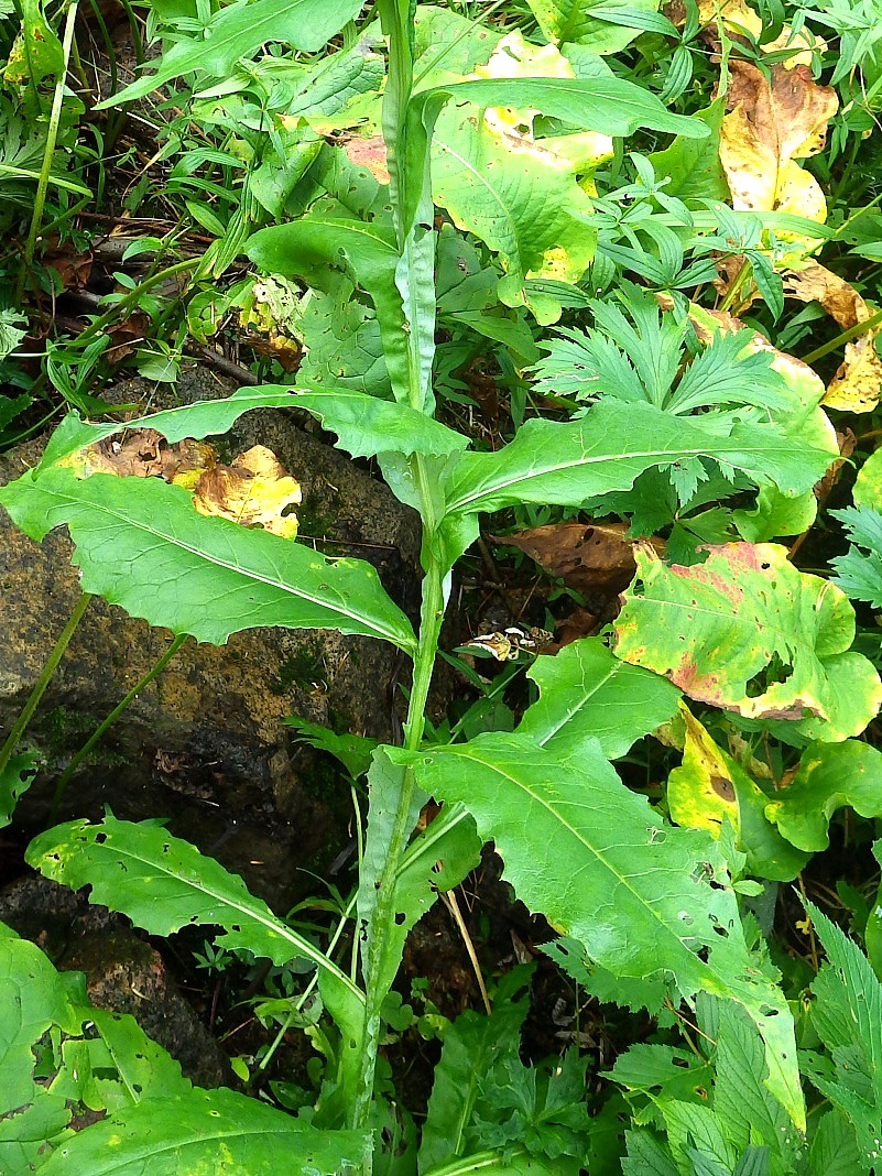 Изображение особи Saussurea stolbensis.