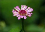 Zinnia elegans