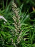 Artemisia opulenta