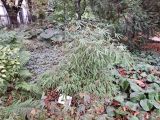 Fargesia rufa. Взрослое растение. Москва, филиал Ботсада МГУ \"Аптекарский огород\". 08.10.2023.