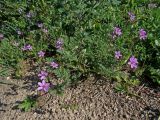 Erodium cicutarium