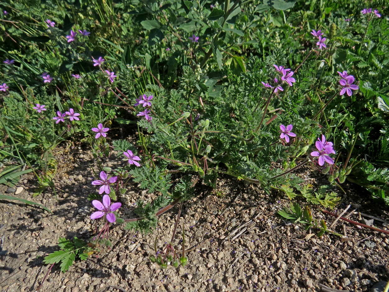 Изображение особи Erodium cicutarium.