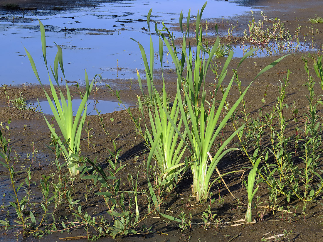 Image of Typha latifolia specimen.