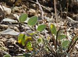 Hedysarum grandiflorum