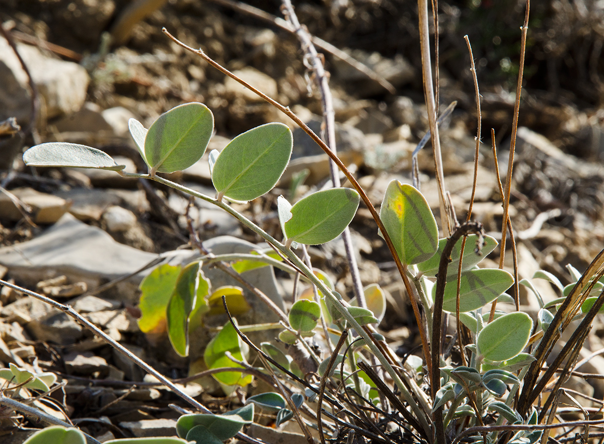 Image of Hedysarum grandiflorum specimen.