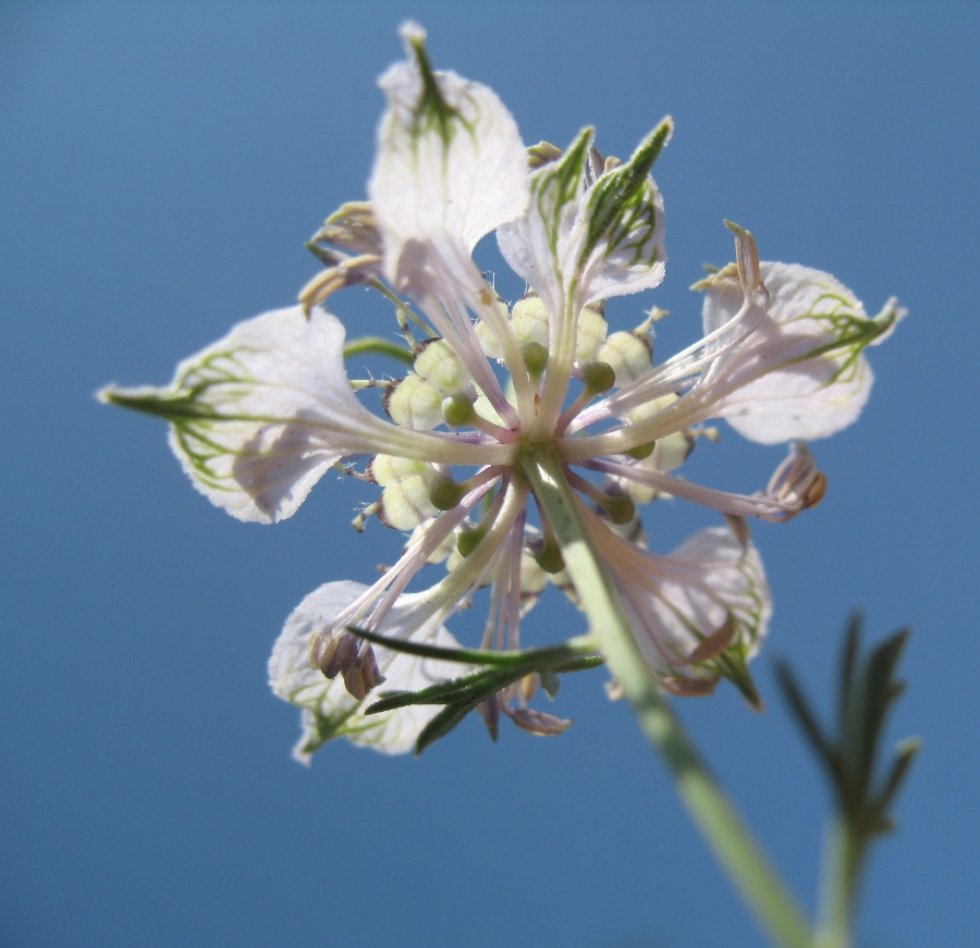 Изображение особи Nigella arvensis.