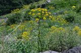 Pastinaca pimpinellifolia. Верхушка цветущего растения. Армения, обл. Арагацотн, гора Арагац, ущелье р. Аркашен, крепость Амберд, ≈ 2300 м н.у.м., луговой склон. 20.06.2022.