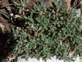 Alyssum turkestanicum разновидность desertorum