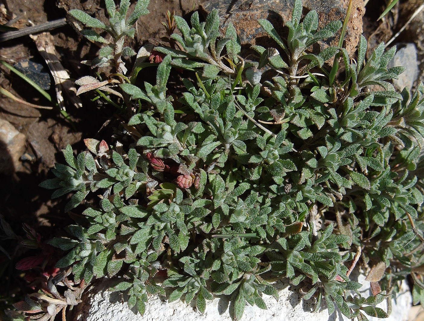 Image of Alyssum turkestanicum var. desertorum specimen.