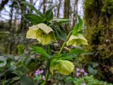 Helleborus caucasicus. Верхушка цветущего растения. Краснодарский край, г/о Сочи, Хостинский р-н, Тисо-самшитовая роща. 10.03.2022.