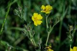 Potentilla recta