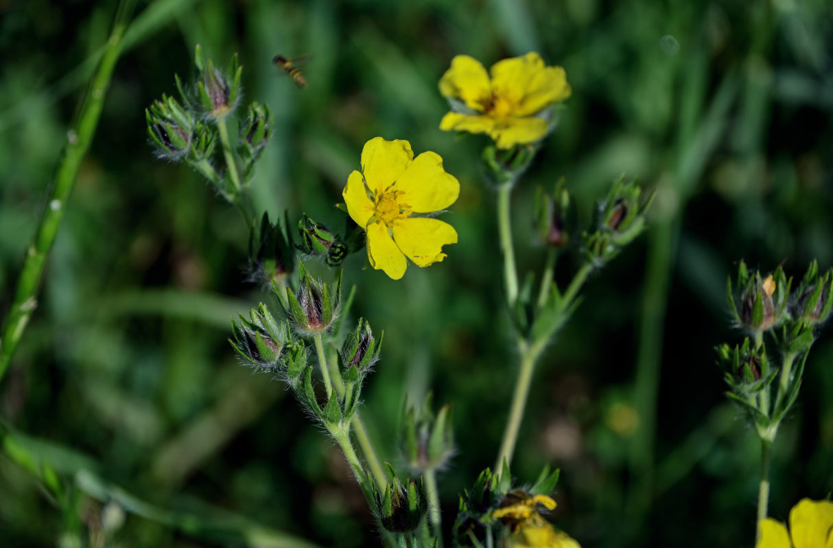 Image of Potentilla recta specimen.