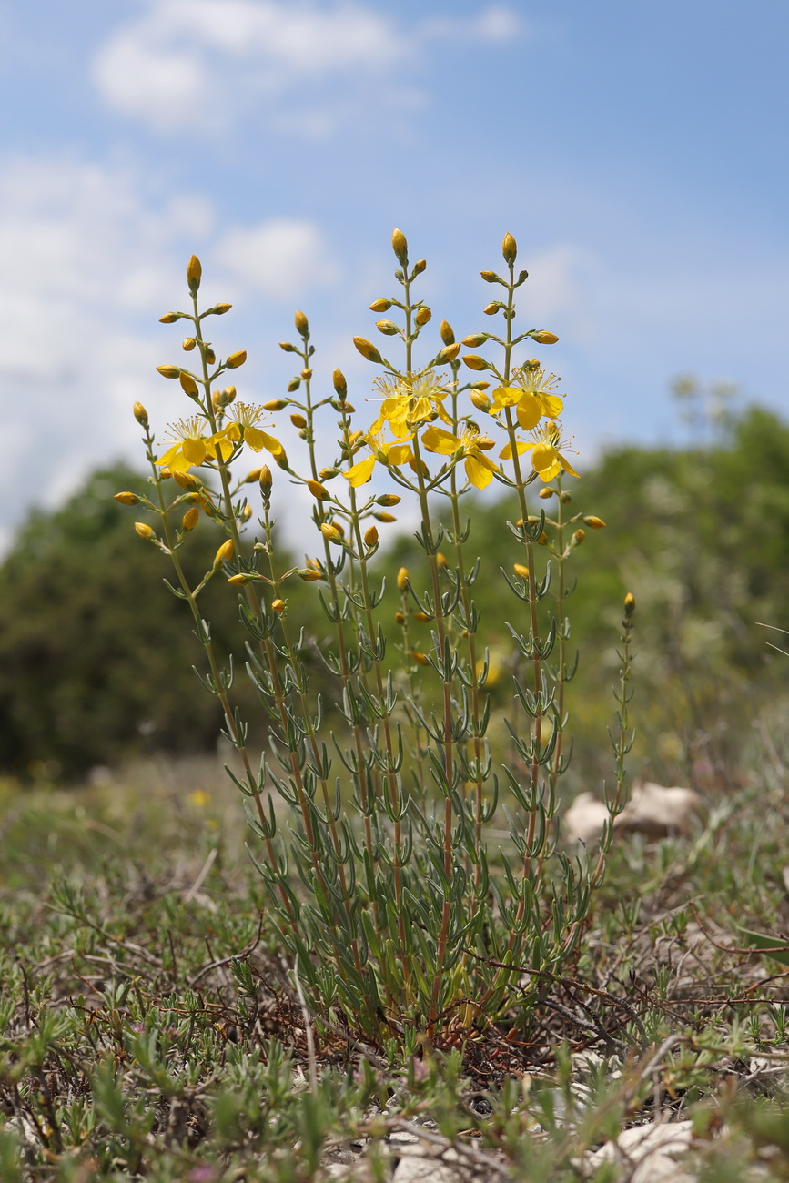 Image of Hypericum elongatum specimen.