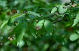 Euonymus verrucosus. Верхушка ветви с цветками. Брянская обл., г. Брянск, долина р. Десна, широколиственный лес. 02.05.2024.