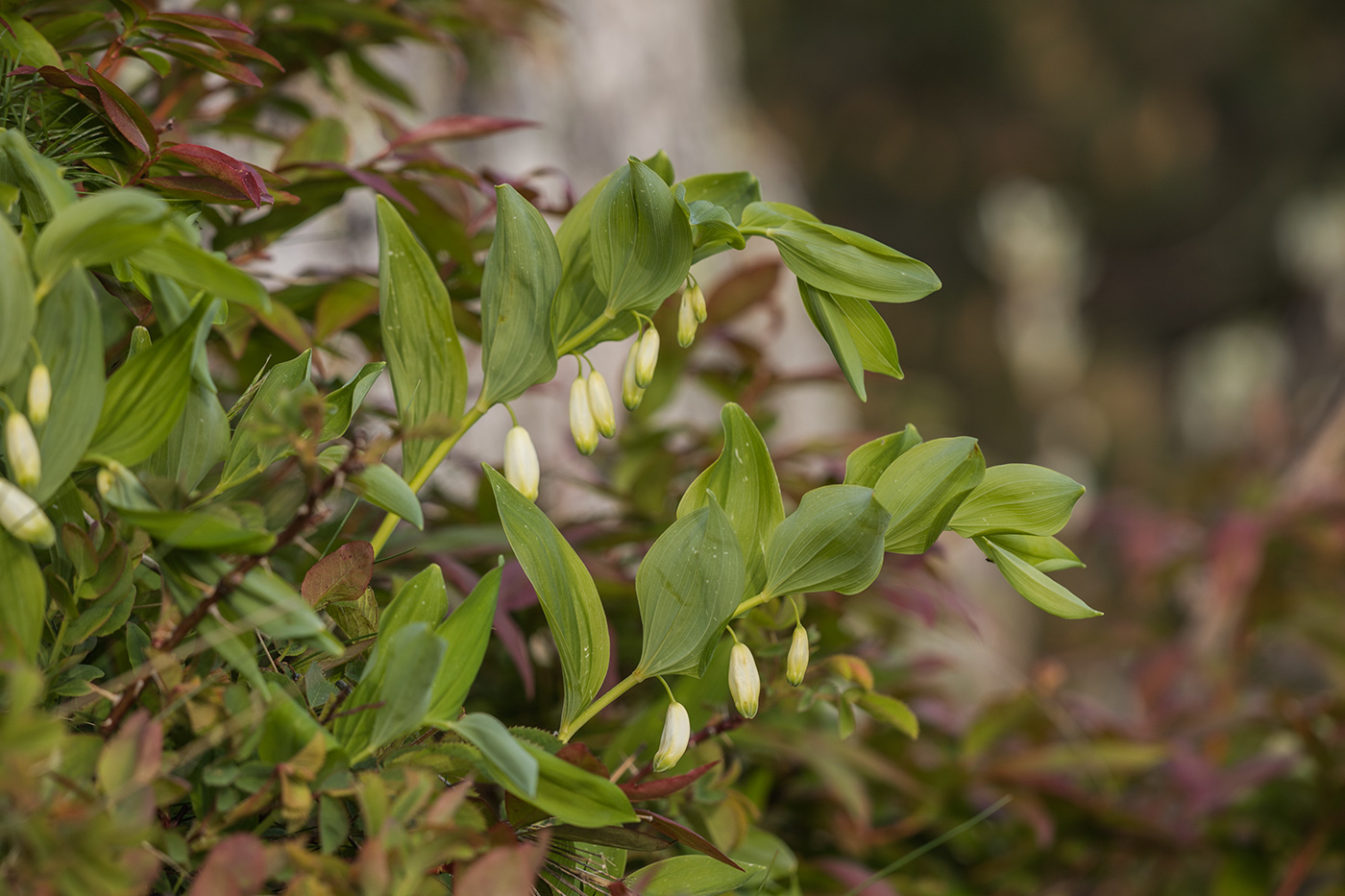Image of Polygonatum glaberrimum specimen.