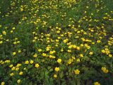 Ranunculus repens. Цветущие растения. Свердловская обл., окр. г. Североуральск, район пос. Третий Северный. 16.06.2007.