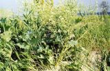 Crambe maritima