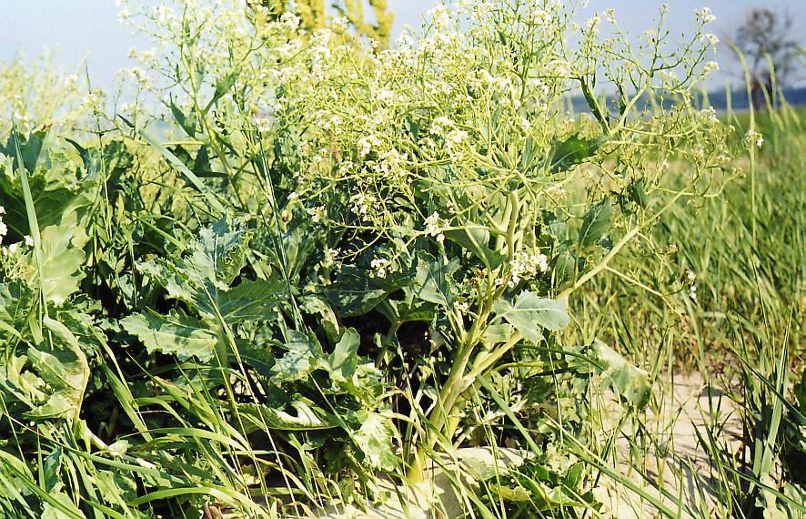 Изображение особи Crambe maritima.