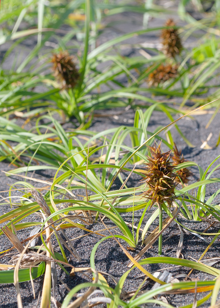 Изображение особи Carex macrocephala.