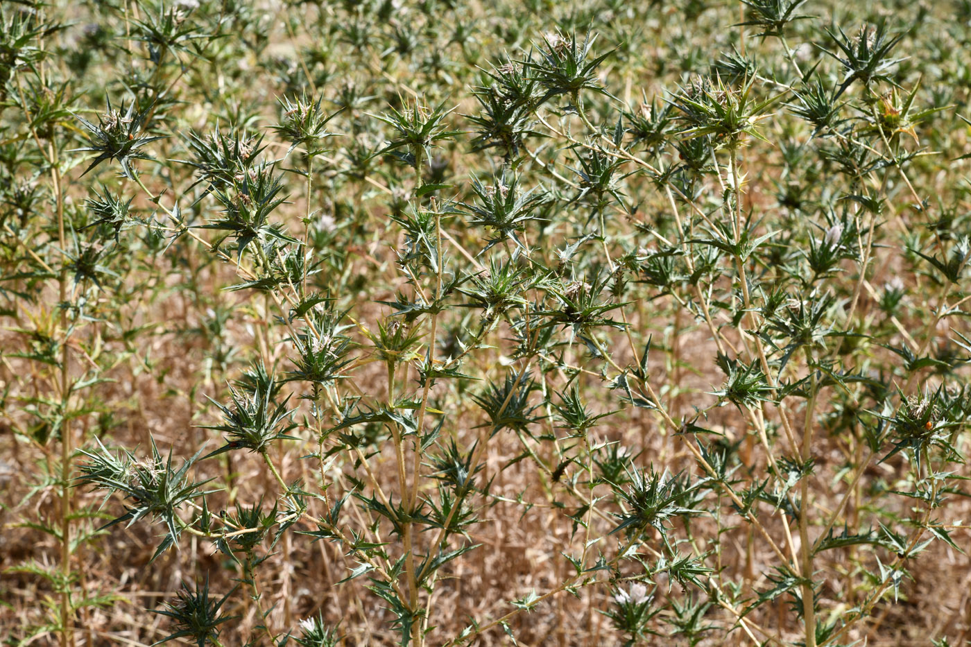 Image of Carthamus lanatus specimen.