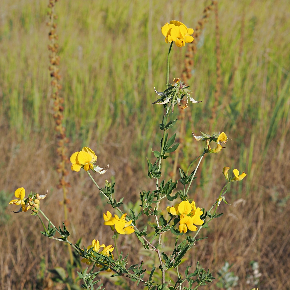 Изображение особи Lotus corniculatus.