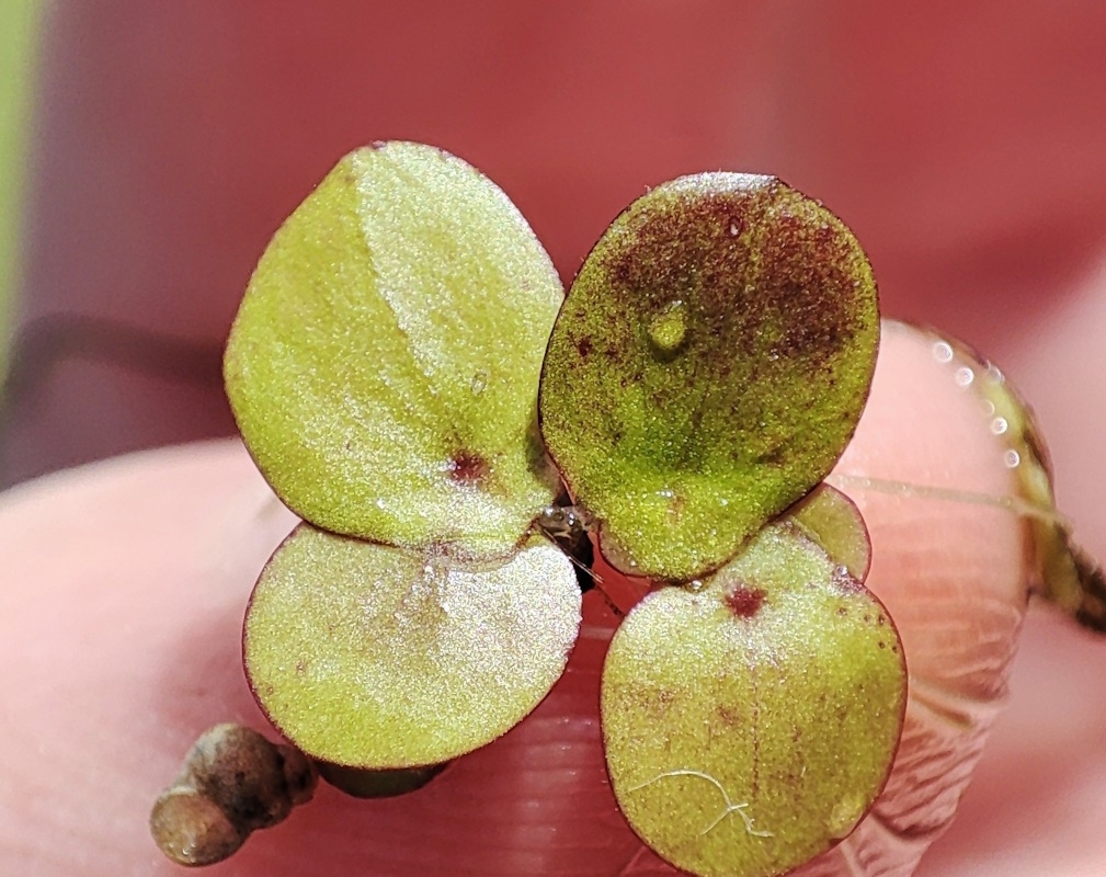 Image of Spirodela polyrhiza specimen.