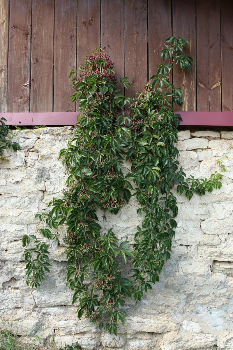 Image of Parthenocissus inserta specimen.