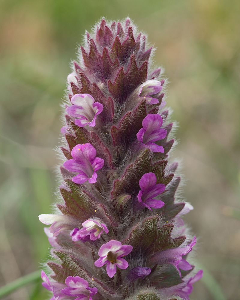 Изображение особи Ajuga orientalis.