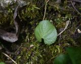 Viola odorata