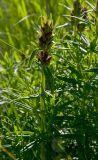 Dracocephalum ruyschiana. Верхушка побега с развивающимся соцветием. Оренбургская обл., Беляевский р-н, Донской сельсовет, степь. 28 мая 2024 г.