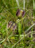 Fritillaria ruthenica