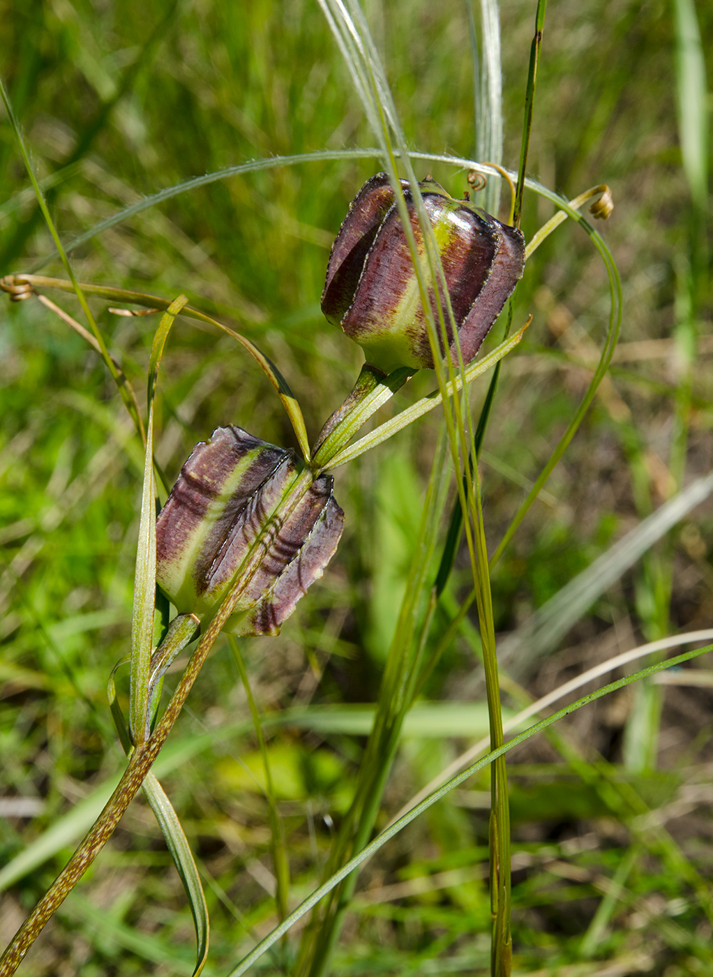 Image of Fritillaria ruthenica specimen.