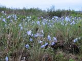 Linum boreale