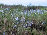 Linum boreale. Цветущие растения на пойменном лугу. Коми, Интинский р-н, Нац. парк \"Югыд Ва\", левый берег р. Кожим. 01.07.2010.