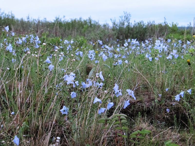 Изображение особи Linum boreale.