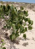 Ficus carica. Часть кроны дерева. Египет, окр. г. Эль-Дабаа, псаммофитная группировка на дюне. 17.04.2025.