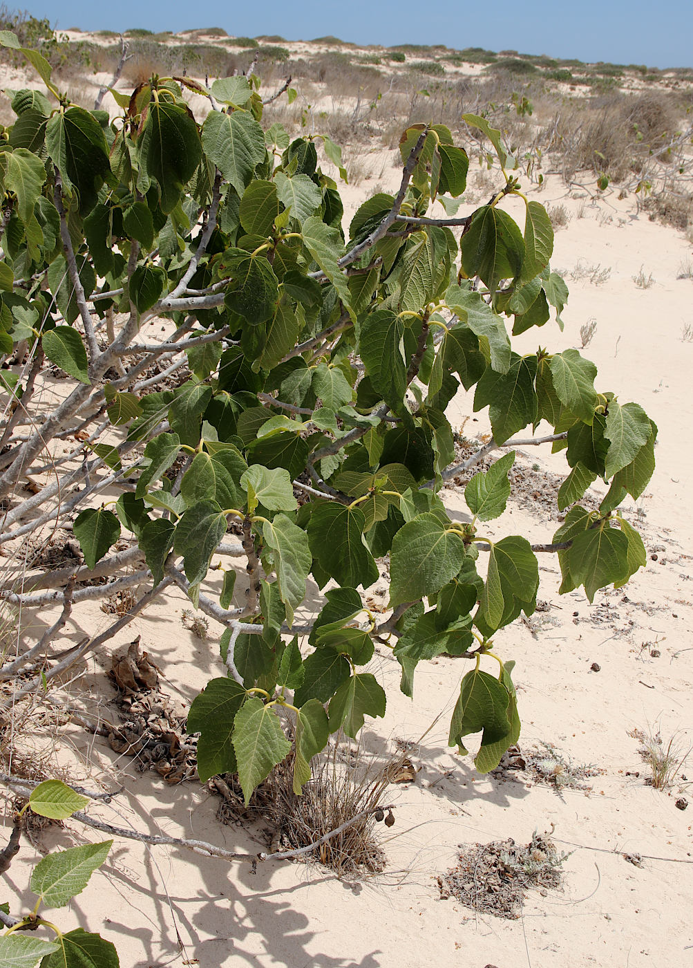 Image of Ficus carica specimen.