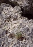 genus Festuca. Плодоносящее растение. Пермский край, Кунгурский р-н, окр. с. Плехановское, окр. ур. Спасская гора, каменистый выступ. 26.05.2025.
