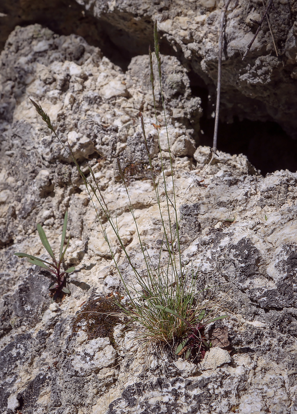 Image of genus Festuca specimen.