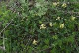 genus Astragalus